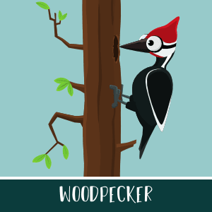 Animated woodpecker 2D game asset