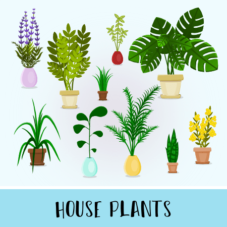 House plant illustrations