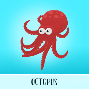 Octopus